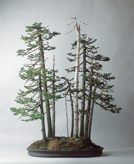 第680回デザインギャラリー1953企画展「BONSAI」