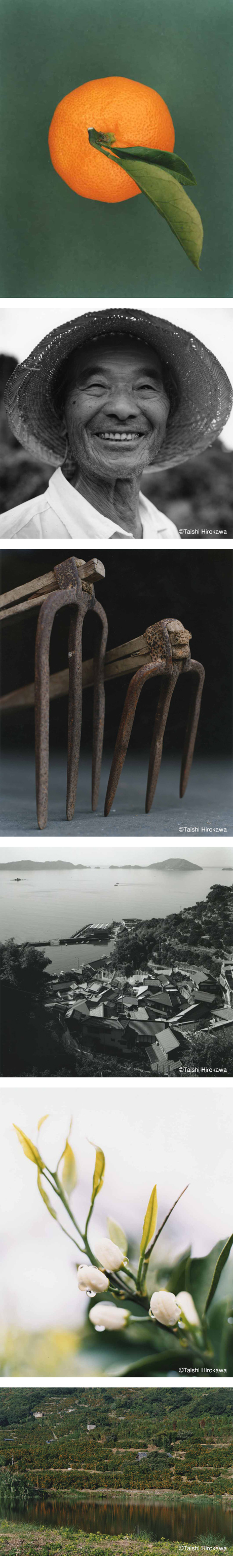 第709回デザインギャラリー1953企画展<br />「真穴みかん写真展」