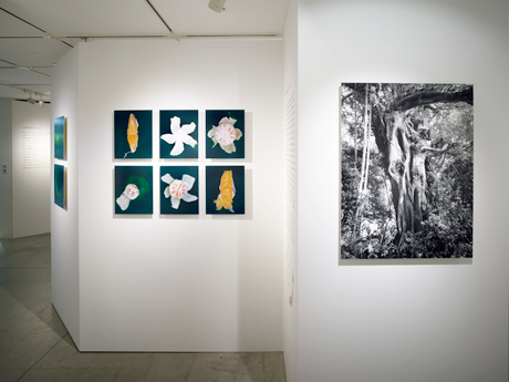 第709回デザインギャラリー1953企画展<br />「真穴みかん写真展」